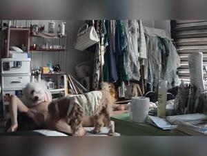 Schiavo felino: dominazione canina e piaceri selvaggi