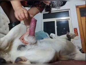 Watch this Asian woman riding a dog in this dog sex video.