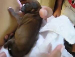 An intense and hardcore zoophilia experience