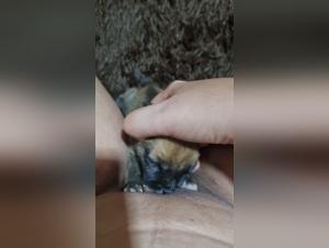 Beastiality Sex with Dog on Zoo Tube