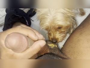 Zoophilia scene with a little Yorkie