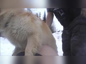 Obsession Sauvage: Une Liaison Bestiale Inimaginable