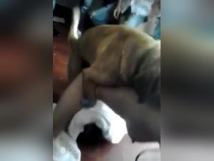 A bestial and intense experience with a dog