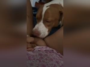 Dog sex videos and extreme zoophilia