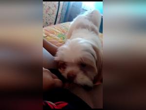 délices bestiaux : amigo, chien et pulsions insaciables