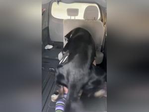 Dog Fuck: godimento illimitato