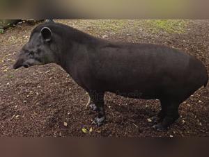 Animal Fucking: The New Outdoor Debauchery