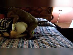 Video zoofilia: Sessualita con animali in vacanza