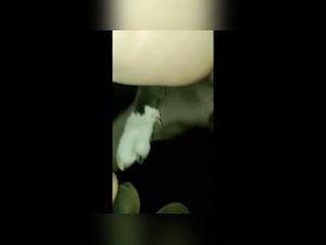 Zoophilia video: discover the extreme