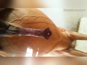 Watch that ponytail stand up and swell with desire