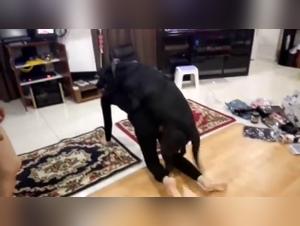 Bestiality videos - Live a unique experience