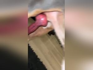 Denise Frazier & Dog Dynamics Unveiled