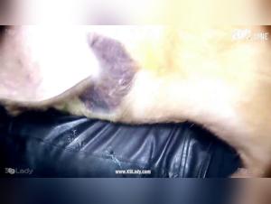 female dog sex zooxxx