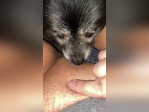 Vidéo de sexe extrême avec un chien