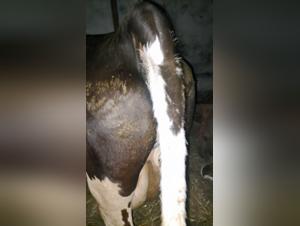 Beastsexfun: Unveiling the Hidden Truth