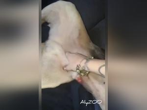 Get ready for this dog fucking porn with Zoo filia and the Doggy, a scene that will drive you crazy.