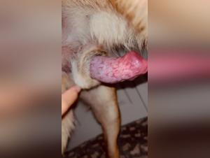 ethics and implications of animal pornography explored