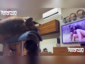 Scopri l'inferno della passione bestiale