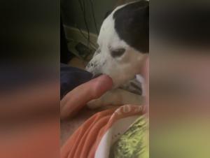 An Extreme Sexual Experience with a Dog