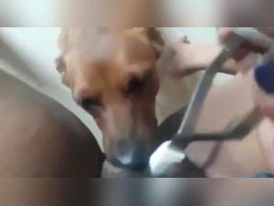 Dog Sex Video: A Unique Bestiality Experience