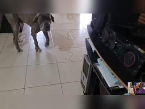 Die Hundin, ihr Hund und das verbotene Vergnugen: Unglaubliche Heldentaten