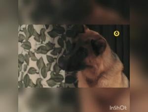 Hard and Exciting Sex Scenes with Dog