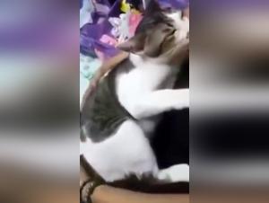 Exclusive Video: Discover the Art of Zoophilia