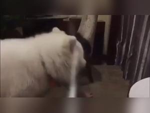 Dog sex video: an intense experience