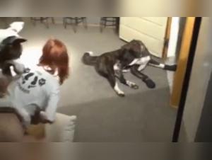 Dogs and Humans in an Exciting Experience