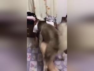 Extreme Bestiality Video: Push the Limits