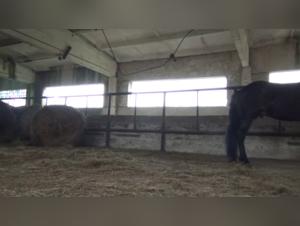 Experience the Thrill of Bestiality with Team Russia's Masha