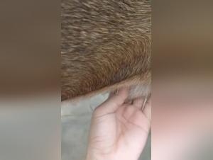 Animal massage sessions: a moment of intimacy with cats or dogs