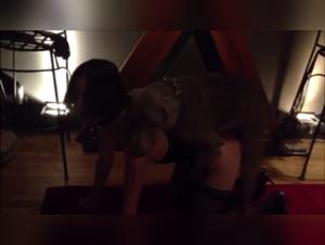 Exploring the limits of bestiality