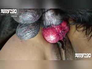 An Extreme Bestiality Experience