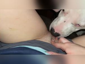 Bestiality video with a submissive female dog