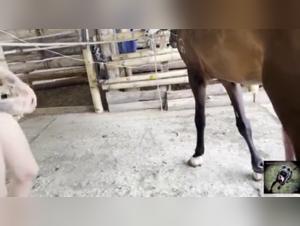 Bestiality video: a woman and a horse