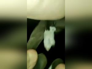 Zoophilia bestiality sex video with a dog