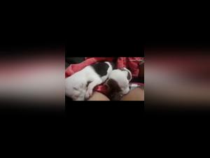 female teen fucking dog