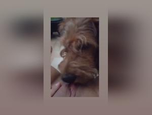 Zoophilia and Dynamics of Power