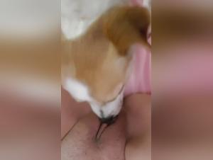 dirtydoglinks zoolkoo