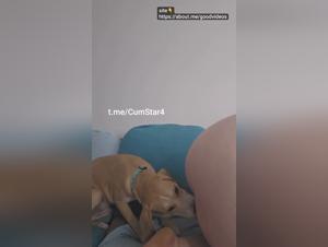 Un jeu de domination canin