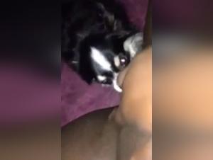 Découvrez l'art de la zoophilie avec cette vidéo érotique