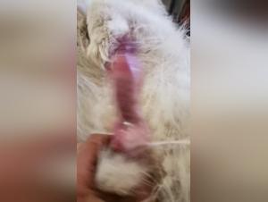 Zoophilia bestiality sex video: experience the extreme