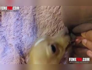 Bestiality video: a unique and extreme experience