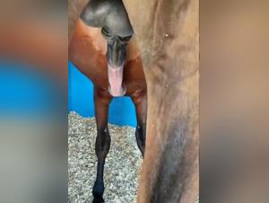 excited horse and arrow