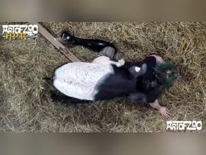 Bestiality Video: Man and female dog