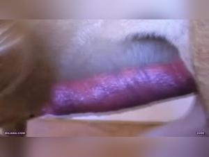 Sex with a dog: a forbidden love story