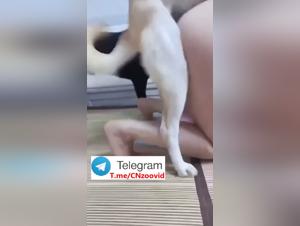 Oltre le leggi naturali: spiegazione dell'ossessione del cane