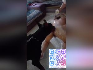 Intensives Cuckolding: Party dominiert vom Hund