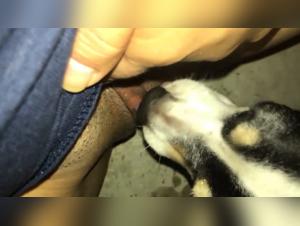Bestiality sex video with dog
